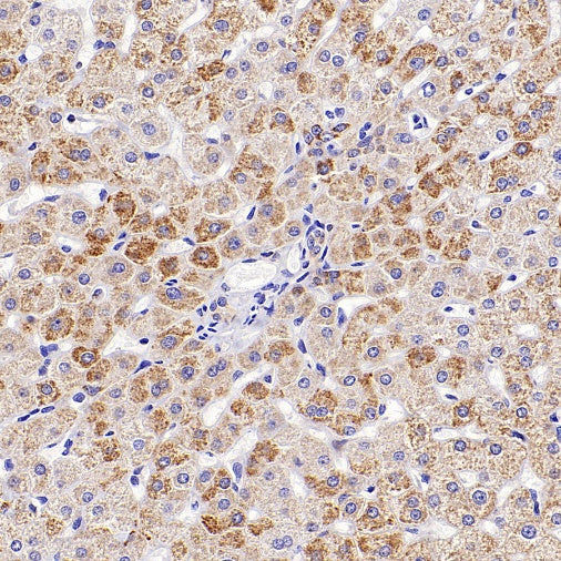 AIFM2/FSP1 Recombinant Rabbit mAb (S-2271-67)