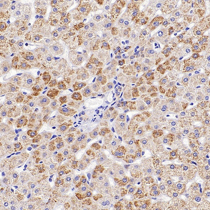 AIFM2/FSP1 Recombinant Rabbit mAb (S-2271-67)