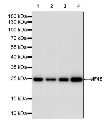 eIF4E Rabbit Polyclonal Antibody