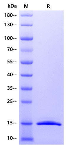 Human BRD4 Protein, His tag