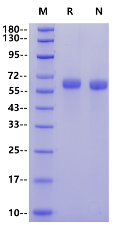 MARCO His Tag Protein, Mouse