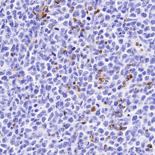 CD2 Recombinant Rabbit mAb (SDT-R261)