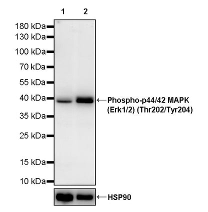 Phospho-p44/42 MAPK (Erk1/2) (Thr202/Tyr204) Recombinant Rabbit mAb (S-5119)