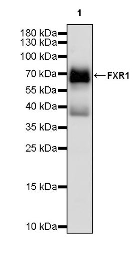 FXR1 Rabbit Polyclonal Antibody