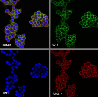 CD14 Recombinant Rabbit mAb (S-3533)