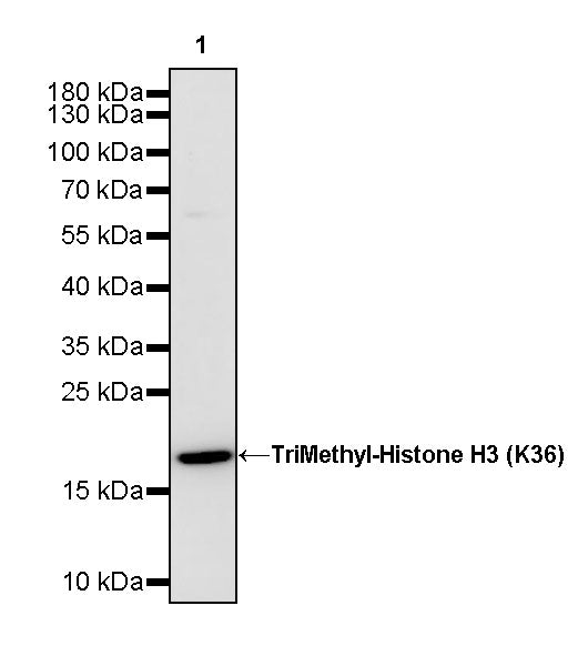 TriMethyl-Histone H3 (K36) Recombinant Rabbit mAb (S-M0025)