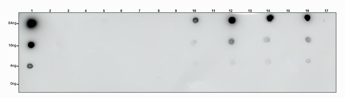 S-RMabMix™ Pyruvyl Lysine Rabbit mAb