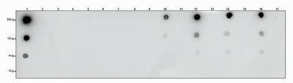 S-RMabMix™ Pyruvyl Lysine Rabbit mAb