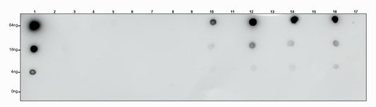 S-RMabMix™ Pyruvyl Lysine Rabbit mAb
