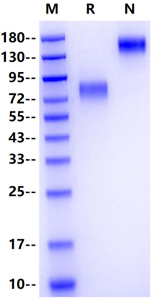CD200R Fc Chimera Protein, Human