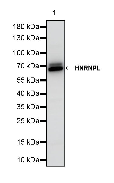 HNRNPL Rabbit Polyclonal Antibody