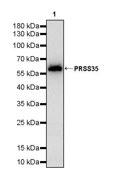 PRSS35 Recombinant Rabbit mAb (S-3769-241)