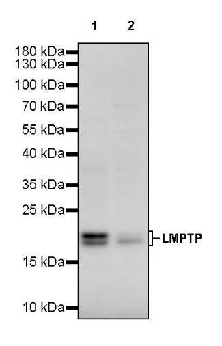 LMPTP Rabbit Polyclonal Antibody