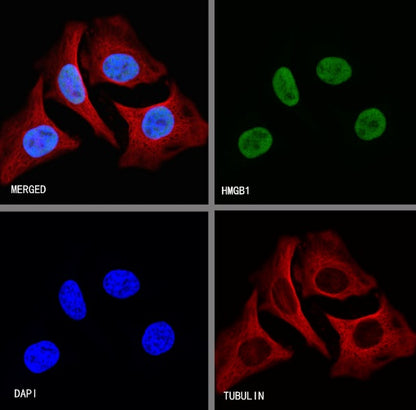HMGB1 Rabbit polyclonal antibody