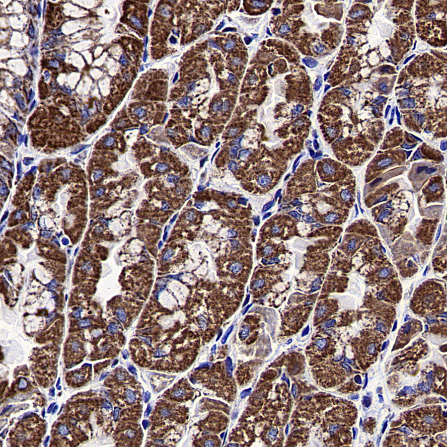 HSP60 Recombinant Mouse mAb (S-5385)