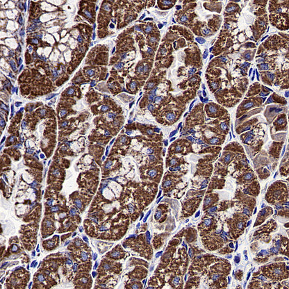 HSP60 Recombinant Mouse mAb (S-5385)