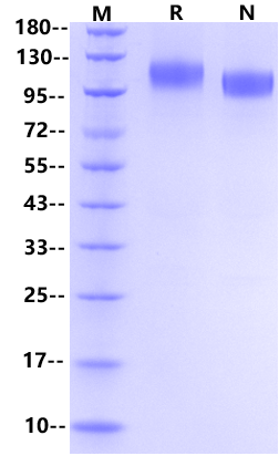 P-Selectin/CD62P His Tag Protein, Human