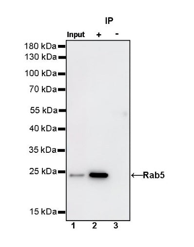 Rab5 Recombinant Rabbit mAb (S-1677-74)