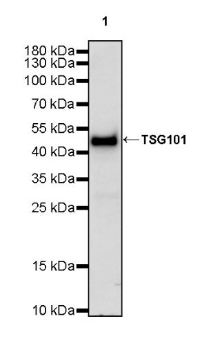 TSG101 Recombinant Rabbit mAb (S-1868-76)