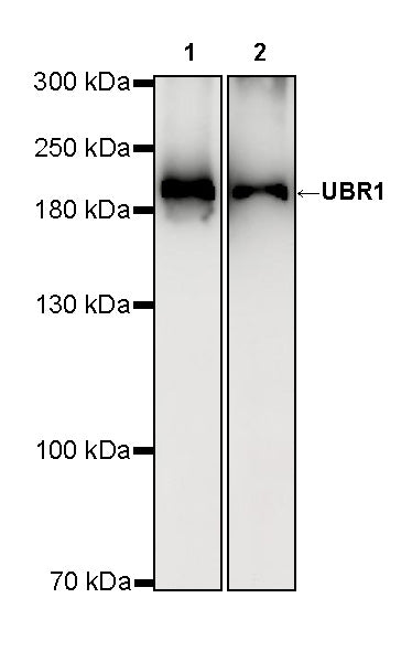 UBR1 Recombinant Rabbit mAb (S-4166-11)