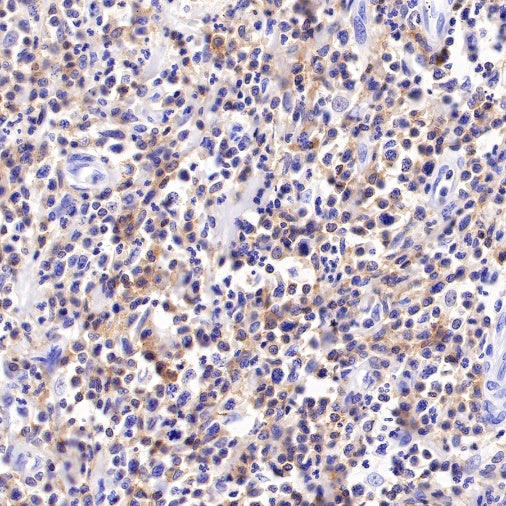 CD48 Recombinant Rabbit mAb (S-R265)