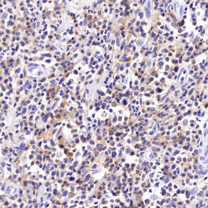 CD48 Recombinant Rabbit mAb (S-R265)