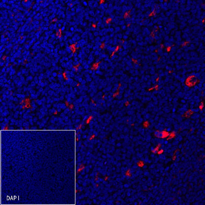 CD68 Recombinant Rabbit mAb (Alexa Fluor® 594 Conjugate) (S-R025)