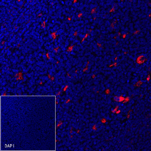 CD68 Recombinant Rabbit mAb (Alexa Fluor® 594 Conjugate) (S-R025)