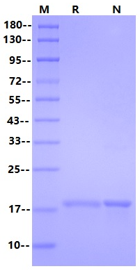 IL-20 Protein, Human