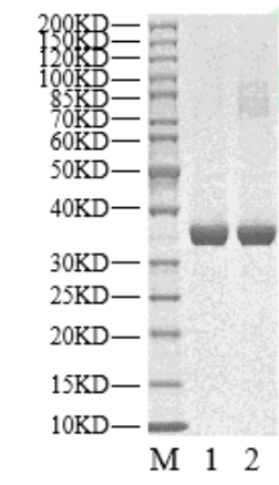 MARK4 Protein, Human