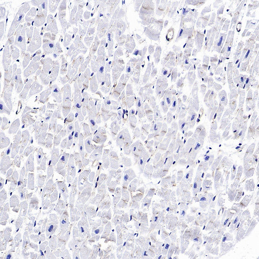ZO-1 Recombinant Rabbit mAb