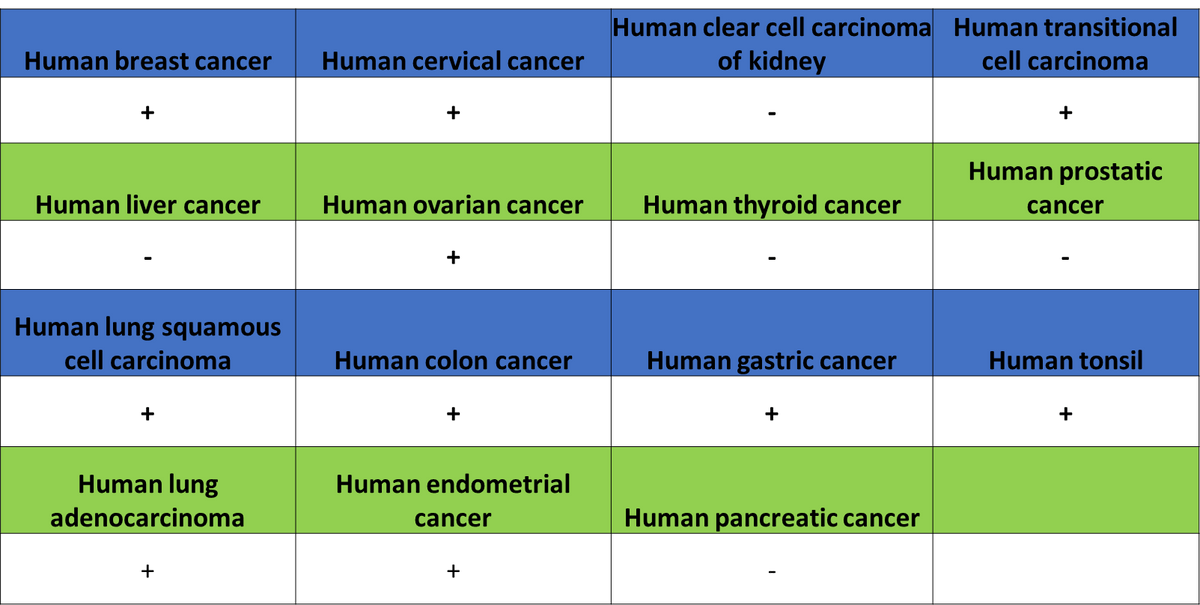 CDK7 Recombinant Rabbit mAb (S-2739-124)