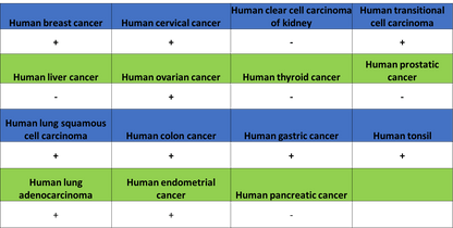 CDK7 Recombinant Rabbit mAb (S-2739-124)