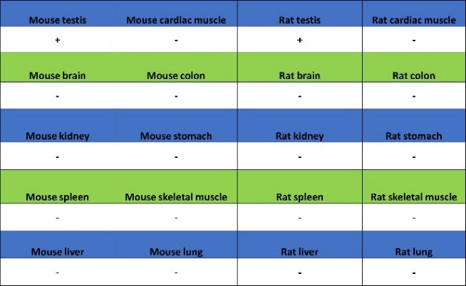 RNF17 Recombinant Rabbit mAb (S-3660-61)