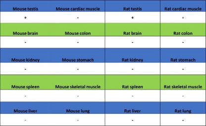 RNF17 Recombinant Rabbit mAb (S-3660-61)