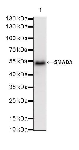 SMAD3 Recombinant Rabbit mAb (S-517-122)