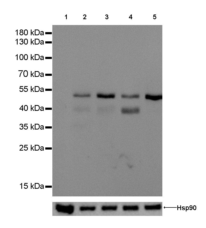 Keratin 8 Recombinant Rabbit mAb,PBS Only (SDT-016-46)