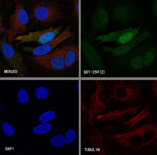S-RMab® IDO1/Indoleamine 2,3-dioxygenase Recombinant Rabbit mAb (S-259-62)