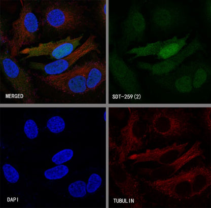 S-RMab® IDO1/Indoleamine 2,3-dioxygenase Recombinant Rabbit mAb (S-259-62)