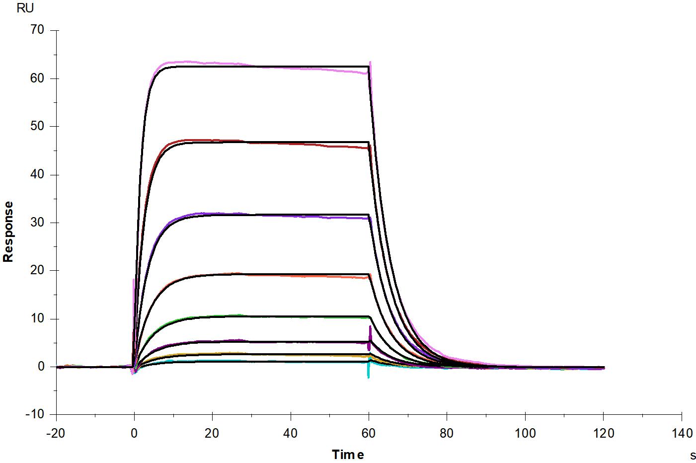 IL-2 R beta/CD122 His Tag Protein, Human