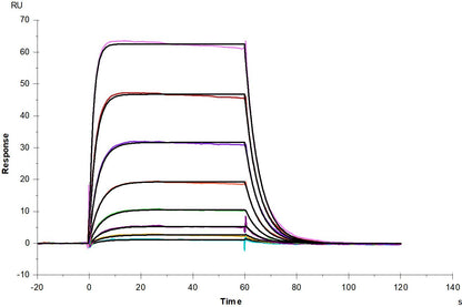 IL-2 R beta/CD122 His Tag Protein, Human