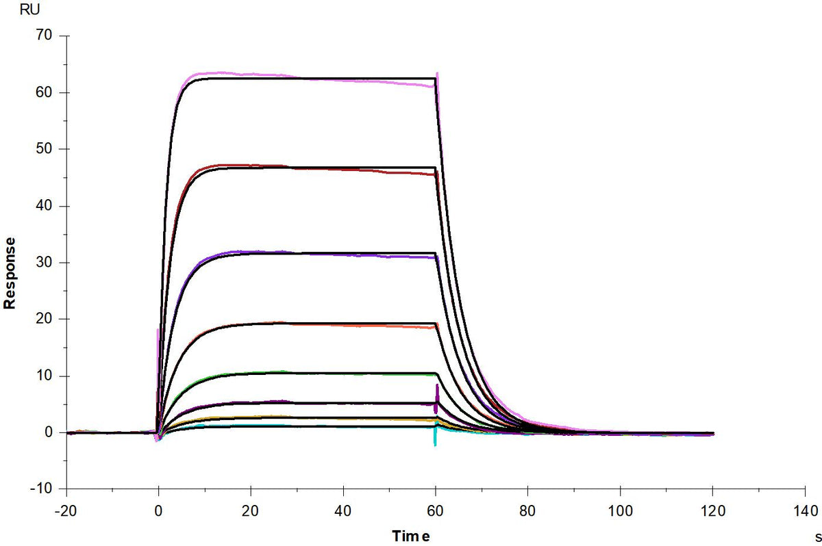 IL-2 R beta/CD122 His Tag Protein, Human