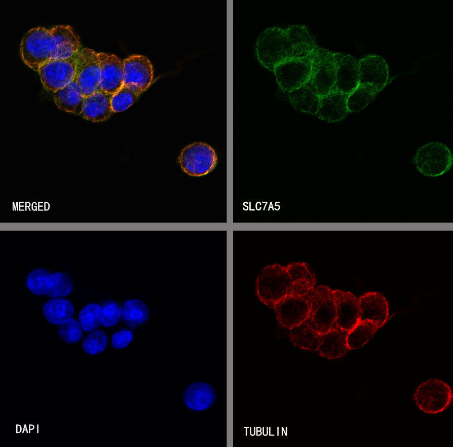 SLC7A5 Recombinant Rabbit mAb (S-4496-55)