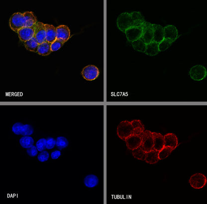 SLC7A5 Recombinant Rabbit mAb (S-4496-55)