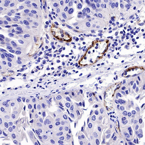 Von Willebrand Factor Recombinant Rabbit mAb (S-663-120)