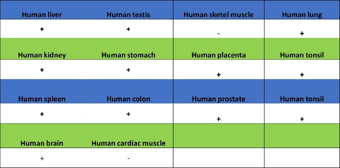Calreticulin Recombinant Rabbit mAb (S-779-273)
