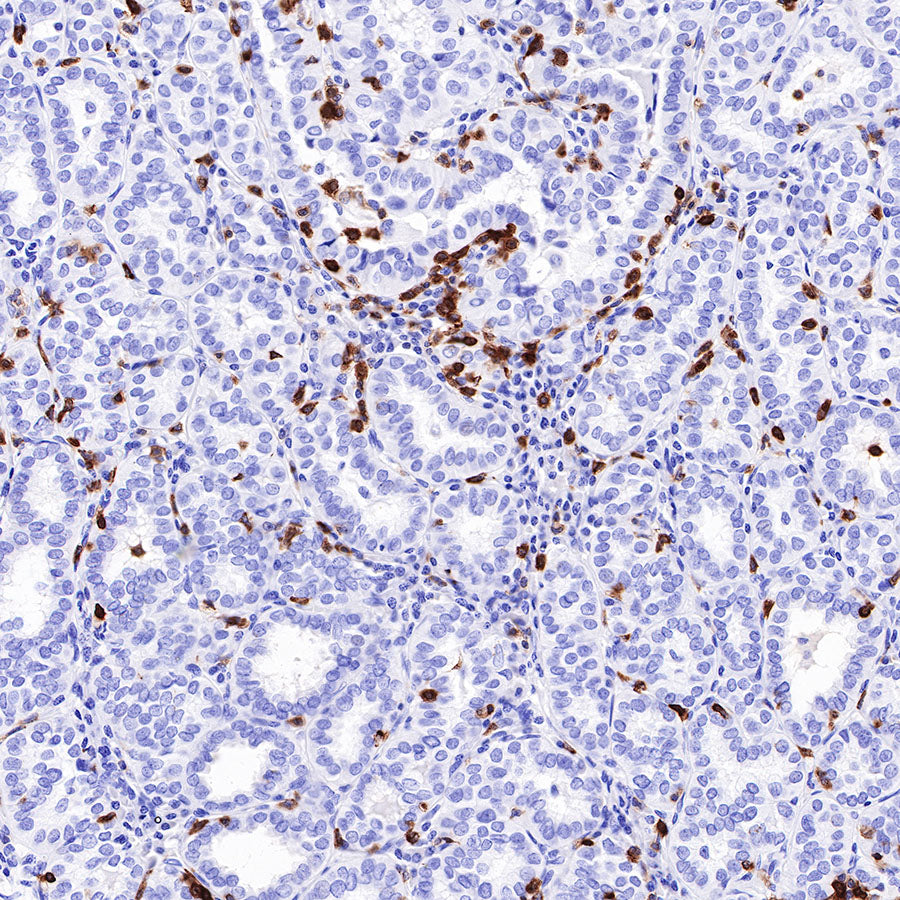 CD7 Recombinant Rabbit mAb,PBS Only (SDT-R165)