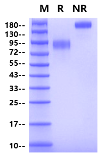 IL-17RA / CD217(33-320) Fc Chimera Protein, Human