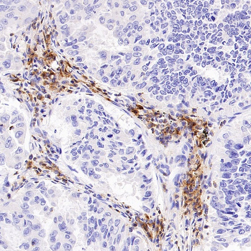 LY9/CD229 Recombinant Rabbit mAb, PBS Only (SDT-2393-47)