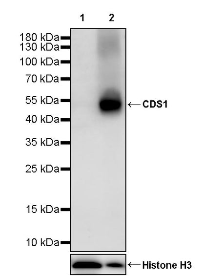CDS1 Recombinant Rabbit mAb (S-3671-30)